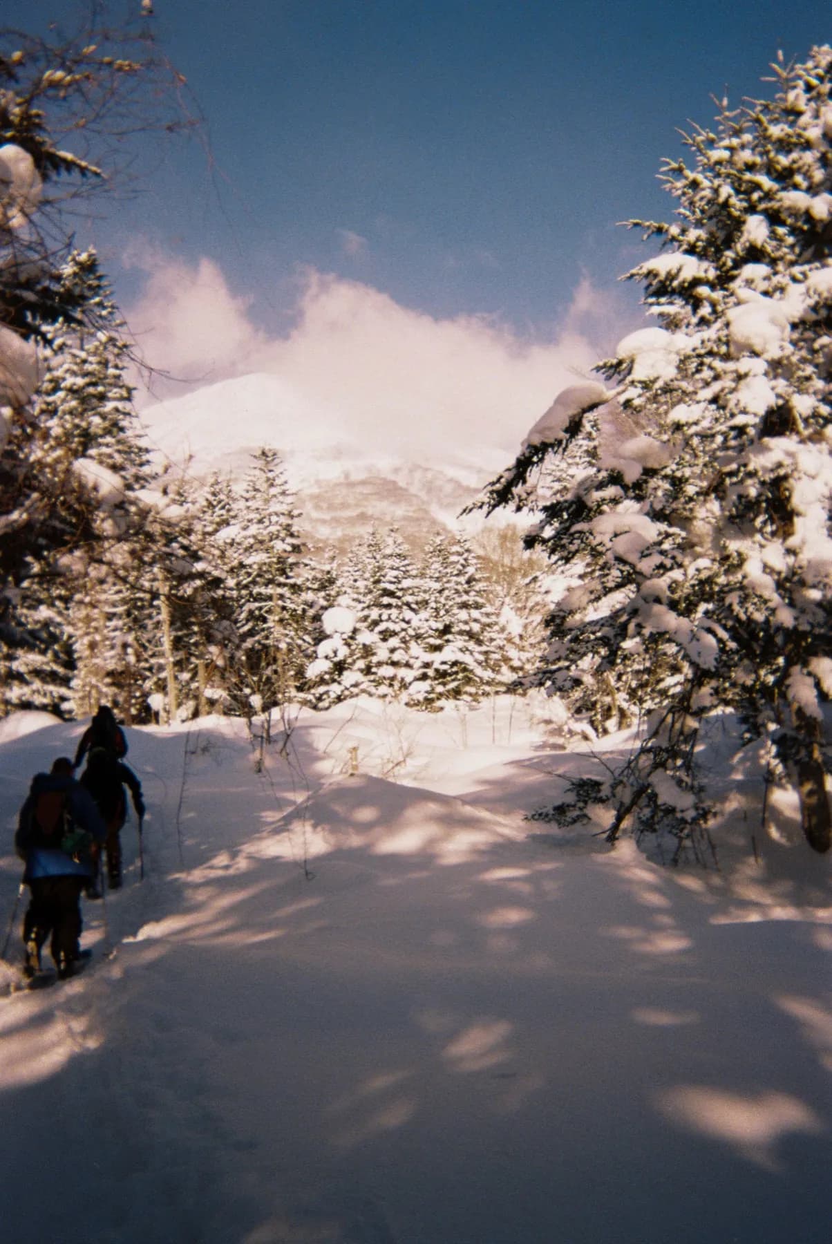 Snowshoers climbing a sunlit trail through a snow-covered forest