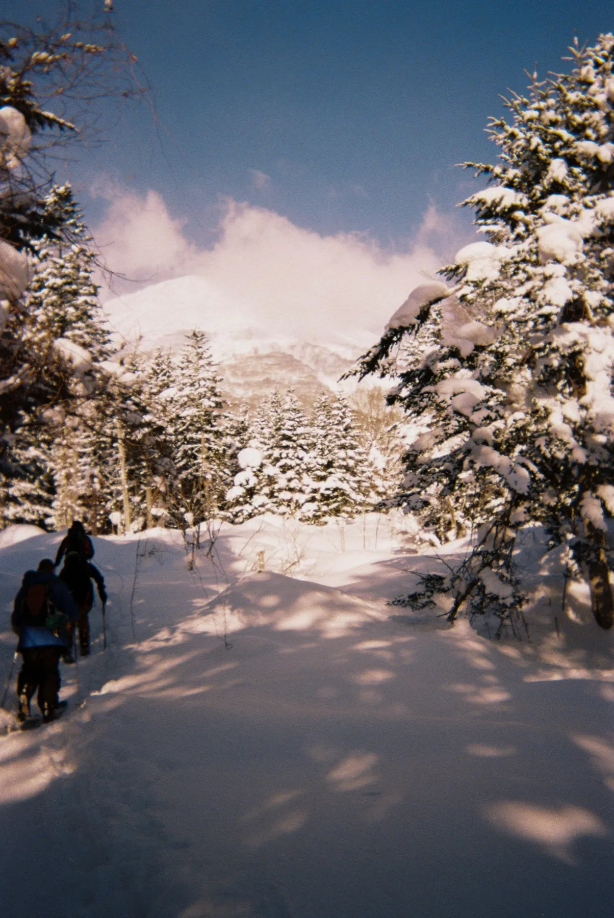 Snowshoers climbing a sunlit trail through a snow-covered forest